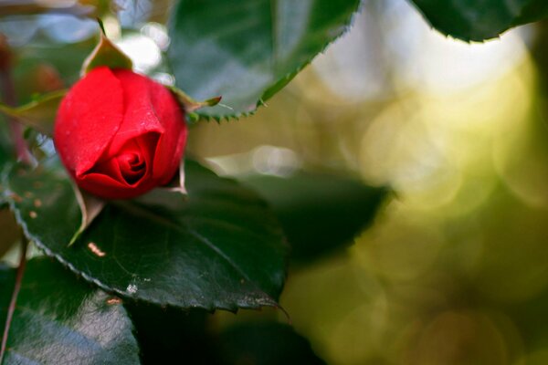 Rote Rosenknospe in der Nähe