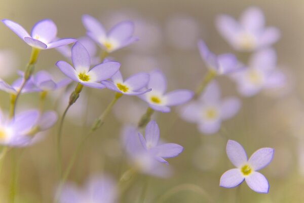 Fleurs lilas sur fond flou