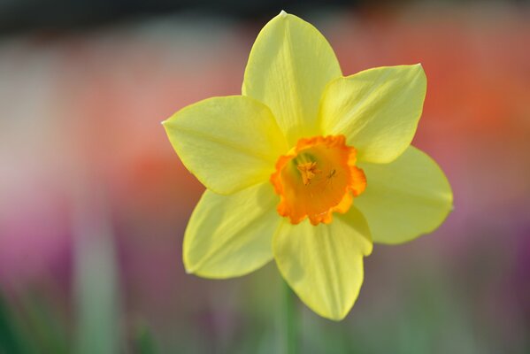 Narcisse solitaire, fier et majestueux. Simple mais narcissique à la confiance