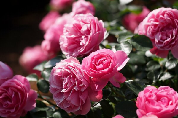 Pink roses on a background of green foliage