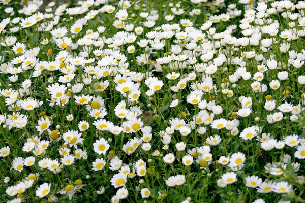 Beaucoup de marguerites sur un champ vert