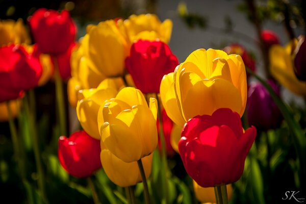 Tulipany kwiaty makro żółty i czerwony