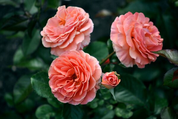 Schöne rosa Rosen in Makroaufnahmen