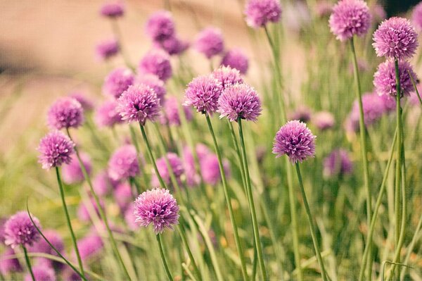 Fiori di campo. natura. bellissimi fiori