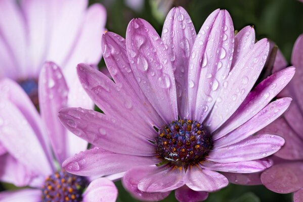 Lila Blüten mit Tau nach Regen