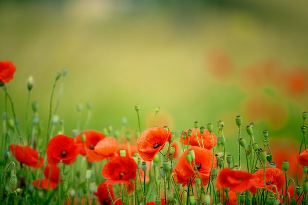 Fiori di papavero in primavera su sfondo sfocato