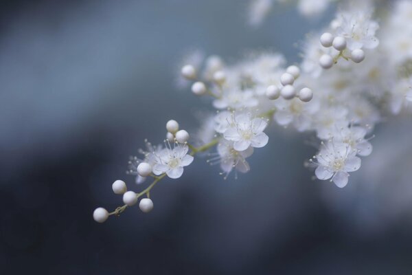 Delicate spring flowers. It s time for flowering