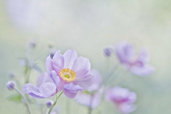 Fiori delicatamente viola su sfondo sfocato