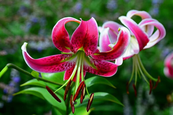 Rote Lilien in einem Makrobild