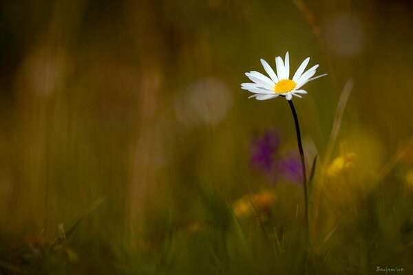 A lonely white daisy in the field