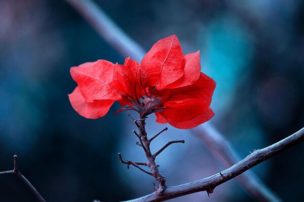 Macrosemka di foglie rosse su un ramo