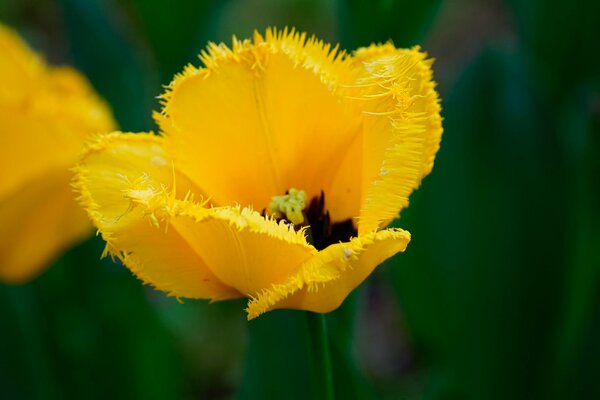 Hairy yellow tulip in focus