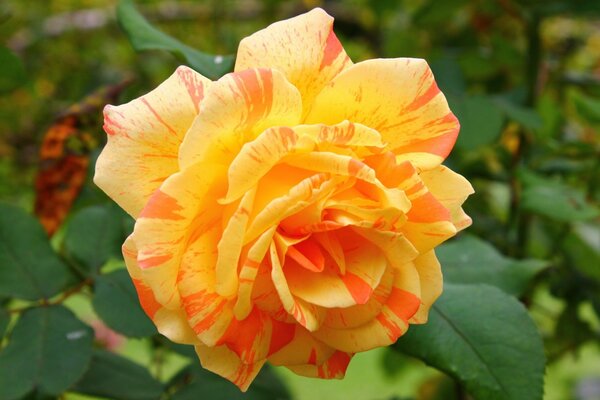 Bellissimo bocciolo di rosa arancione