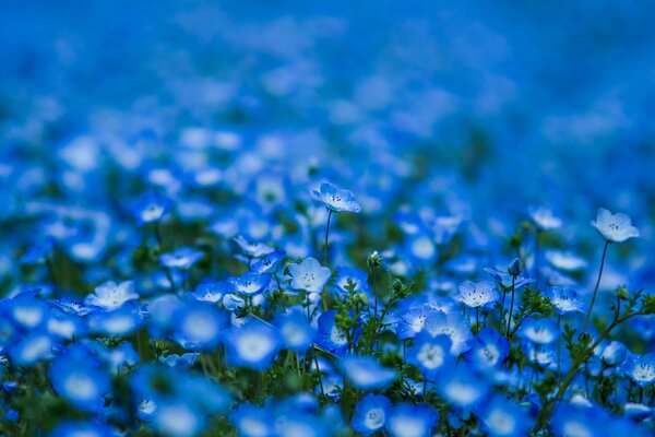 Fleurs bleues sur fond flou