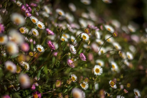 Un claro con lindas flores sin pretensiones