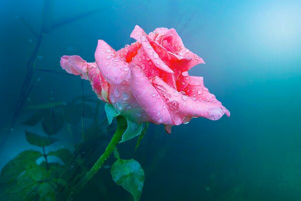 Бутон розы с каплями росы