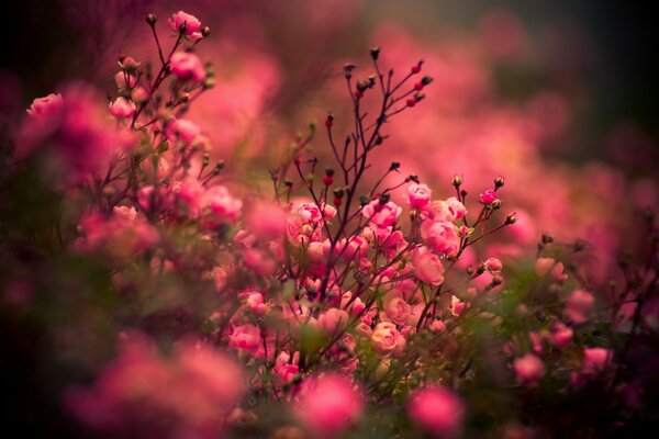 Muchas rosas carmesí en la naturaleza