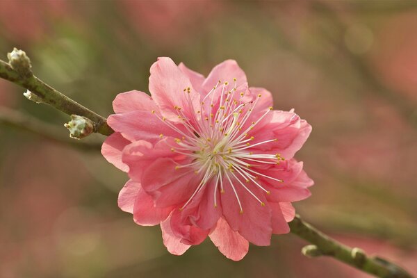 Розовый цветок на ветке с почками