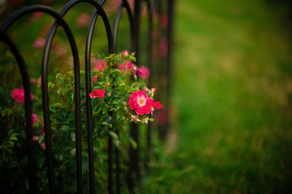 A rose bush broke through the black fence