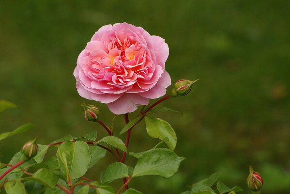 Rosa Rose wächst im Garten