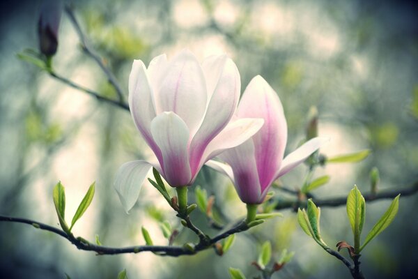 Rama de flores de Magnolia blanco-rosa