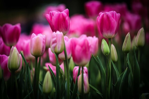 Bocciolo di tulipano aperto e non aperto