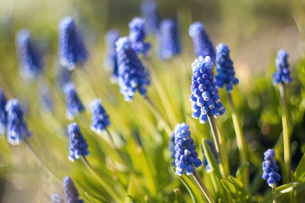 Muscari are blue with a blurry background