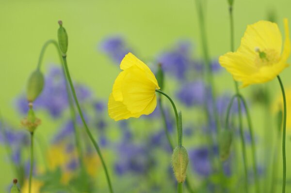 Желтые маки цветут в поле