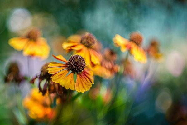 Immagine di un aiuola con fiori d arancio