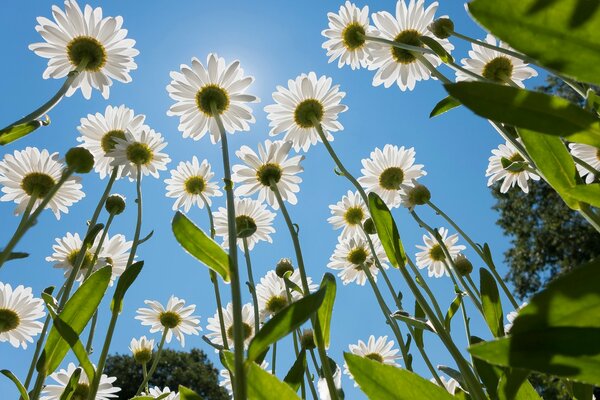 Margaritas fotografiadas desde abajo contra el cielo azul