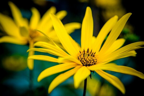 Flor con pétalos amarillos