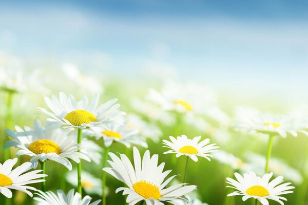 Green field and white daisies on a blue sky background