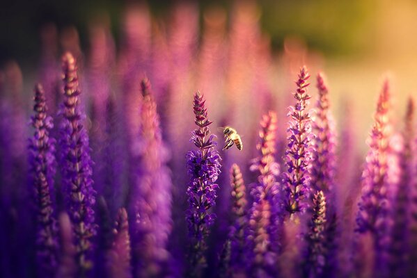 Pollination of lavender flowers in nature