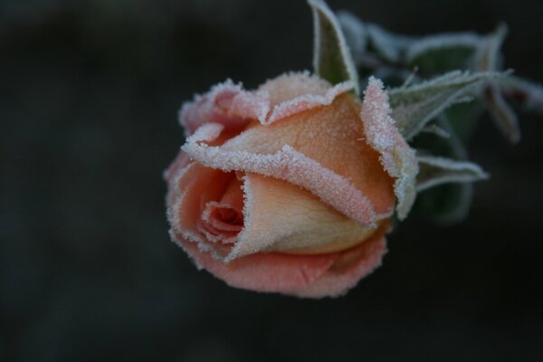 Schöne Rose im Garten mit Frost auf den Blütenblättern