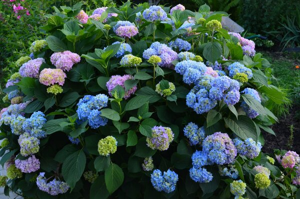 Fiori di Ortensia nel giardino estivo