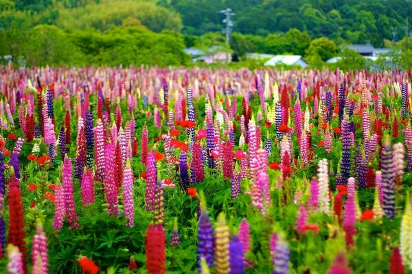 Campo di bellissimi fiori nel villaggio