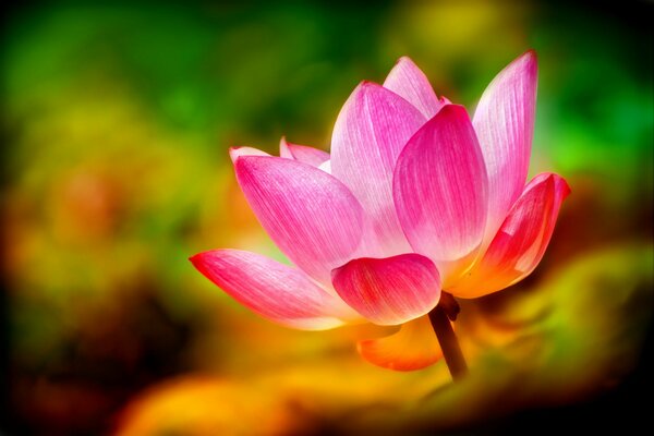 Pink lotus. lotus petals. macro. flower