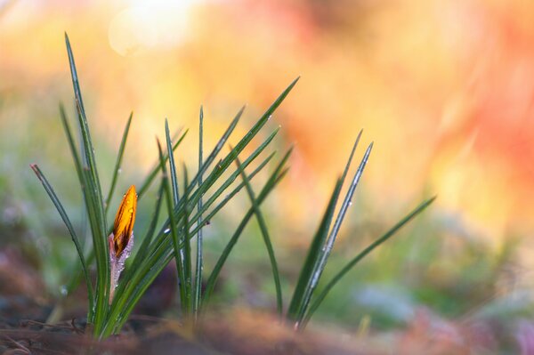 Unopened crocus and dew drops