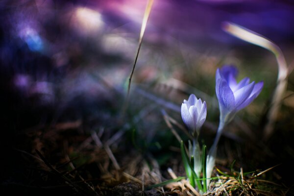 Delicate crocuses in spring grass