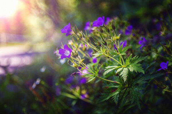 Fiori di campo. bella natura