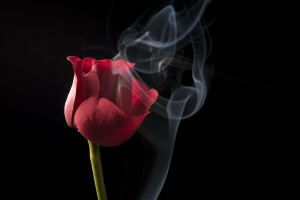 Rose sur fond noir avec de la fumée