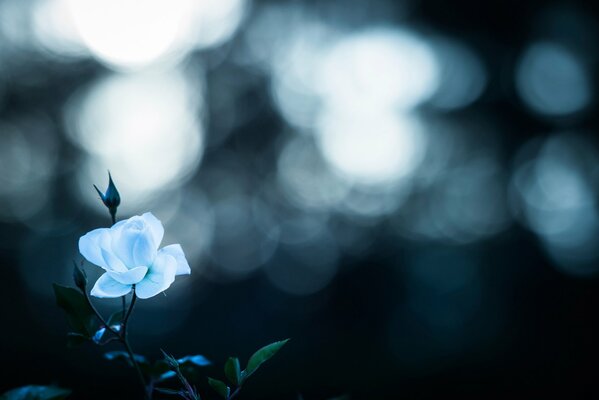 Rose bleue sur fond glacé