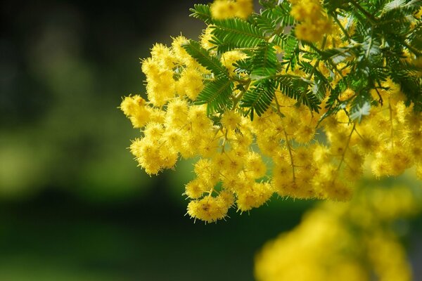 Enlarged branch of yellow acacia