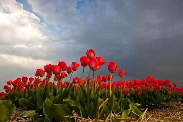 Tulipanes rojos vivos en la naturaleza