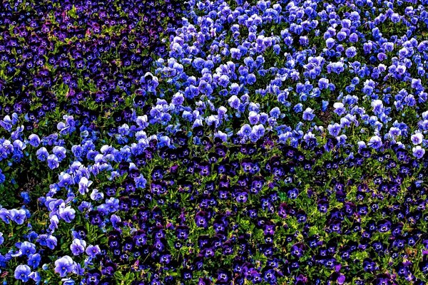 Campo con viola viole del pensiero