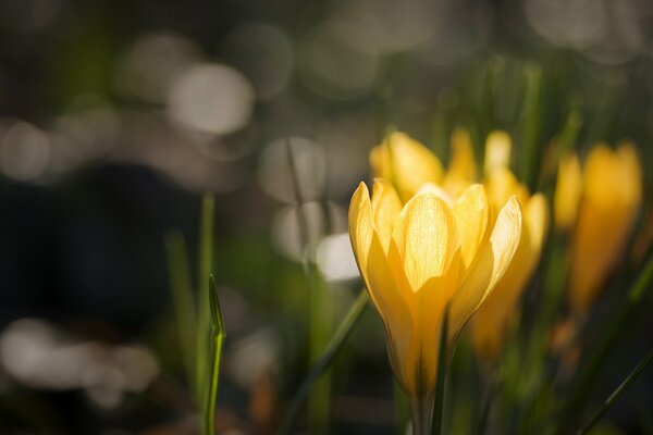 Gelbe Krokusse auf dem Hintergrund der Blendung