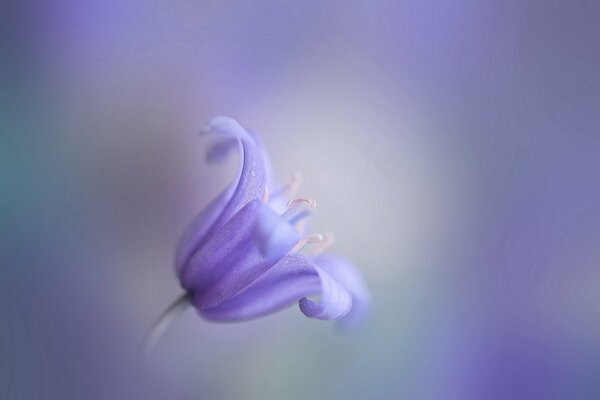 Cloche lilas avec effet bokeh