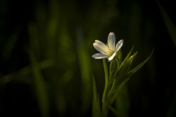 Krampfhafte weiße Blume auf dunkelgrünem Hintergrund