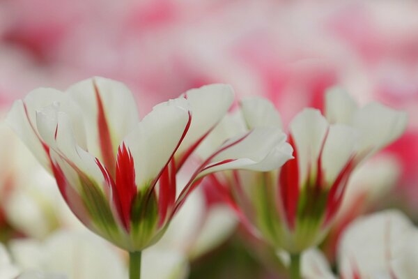 Sueño de tulipán sobre fondo rojo y blanco