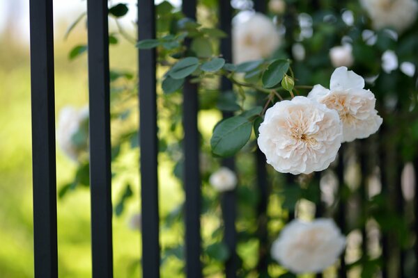 Roses grimpantes sur une clôture en treillis